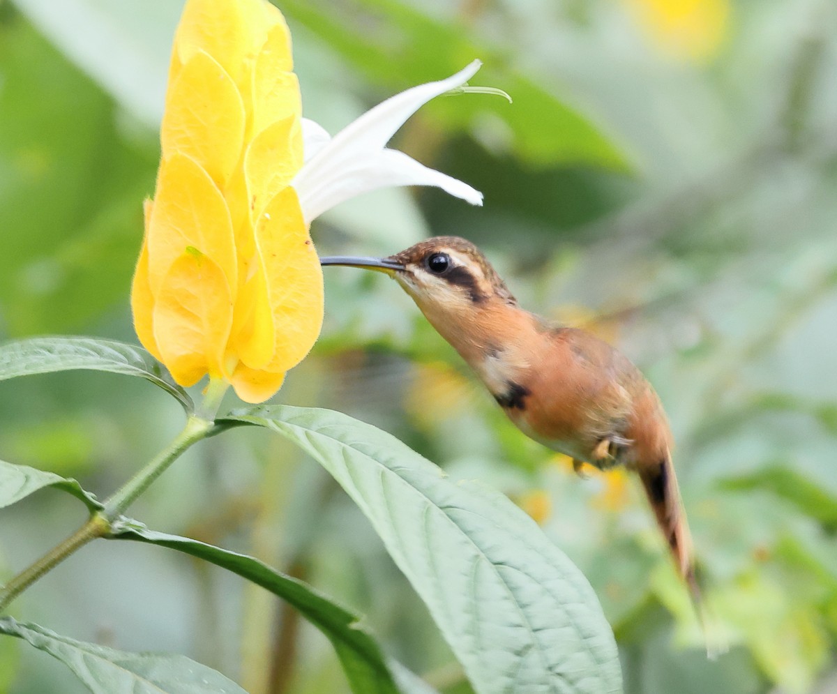 Reddish Hermit - ML646317548