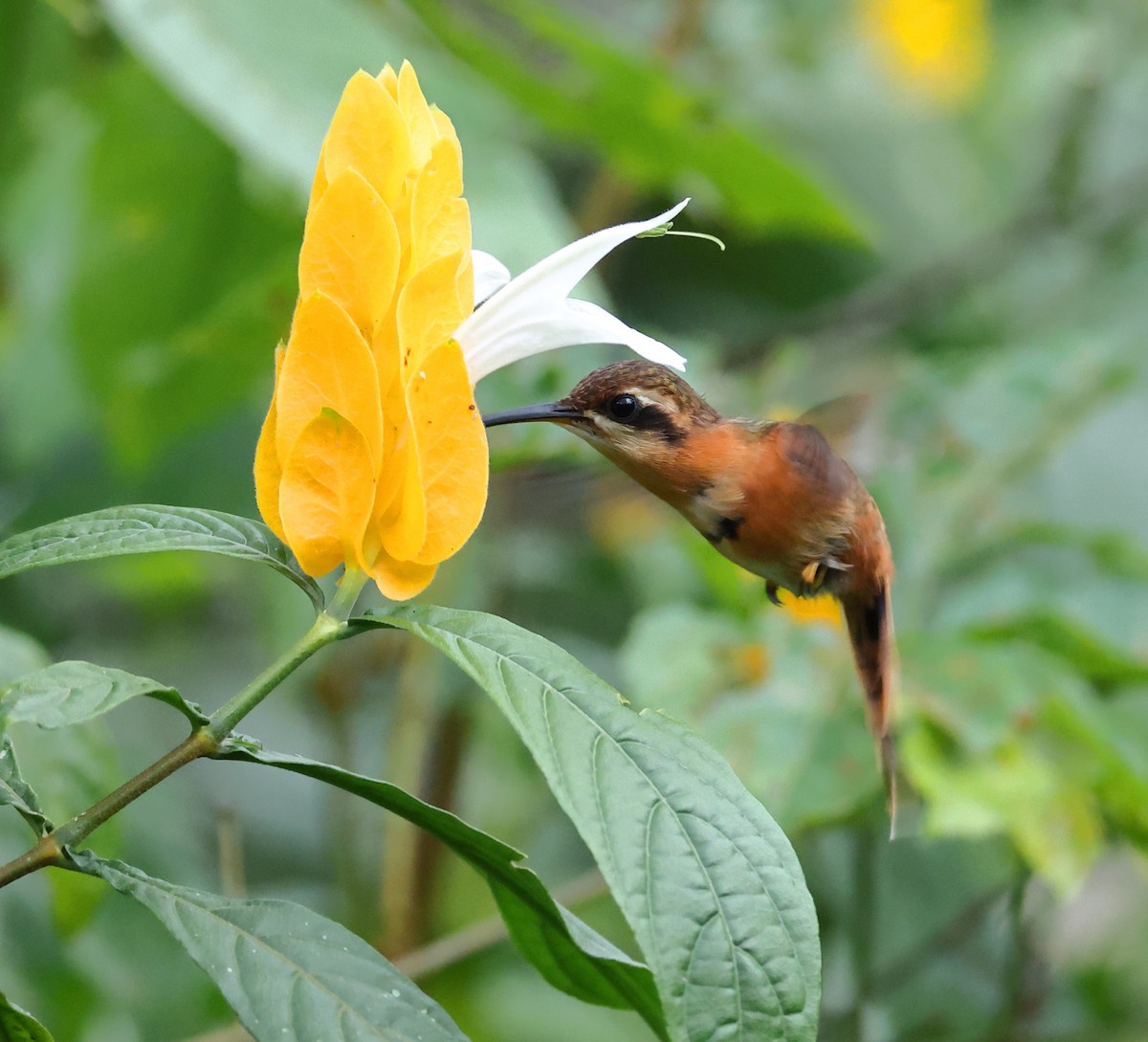 Reddish Hermit - ML646317550