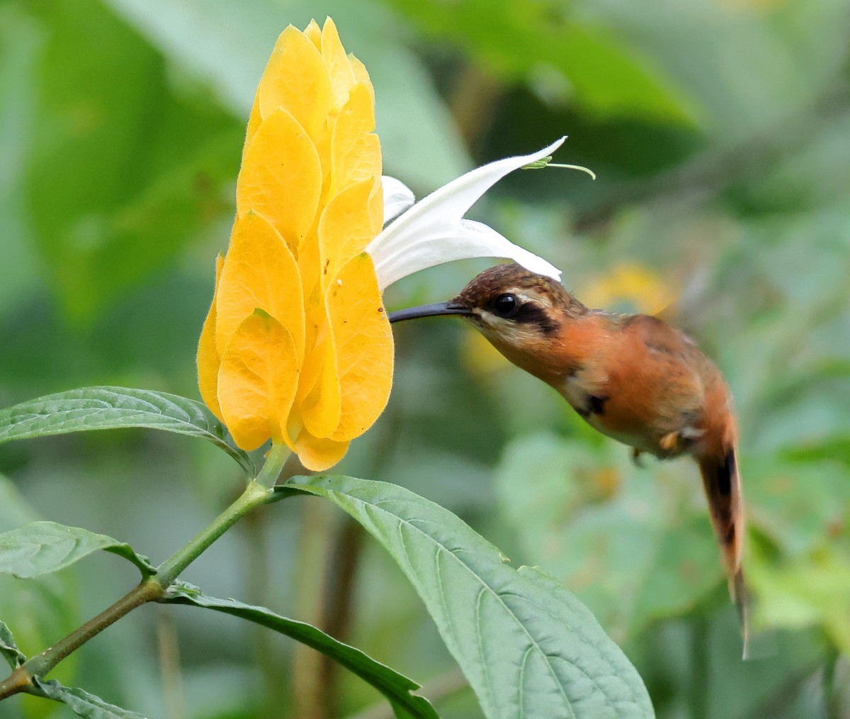 Reddish Hermit - ML646317551