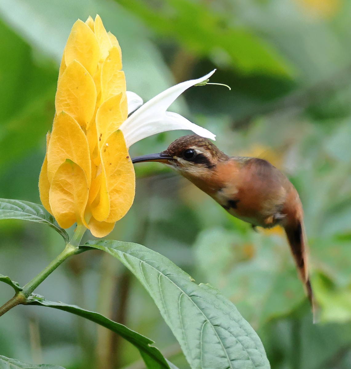 Reddish Hermit - ML646317552
