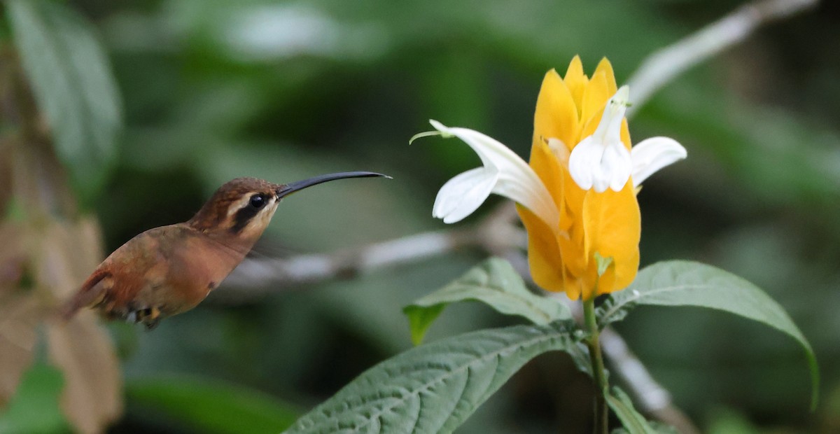 Reddish Hermit - ML646317553