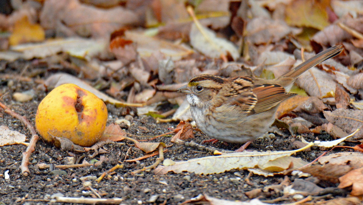 Ak Boğazlı Serçe - ML646317556