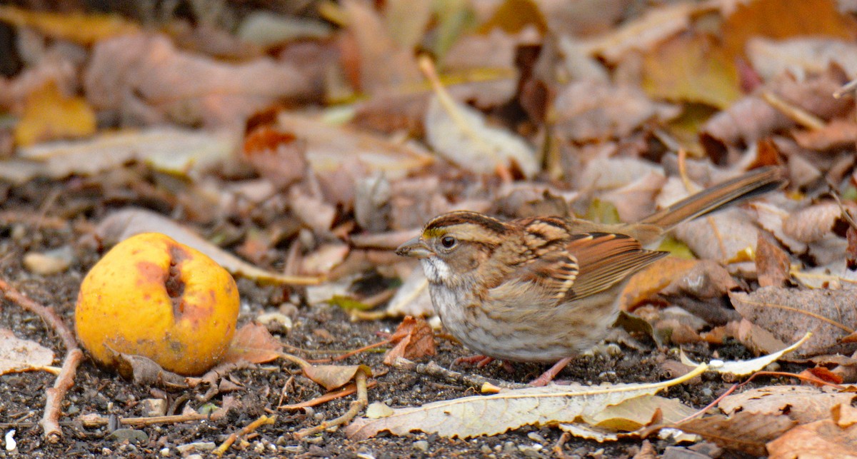 Ak Boğazlı Serçe - ML646317557