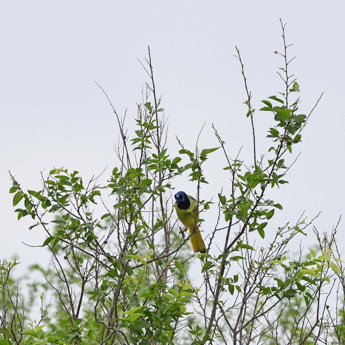 Geai vert - ML646317560