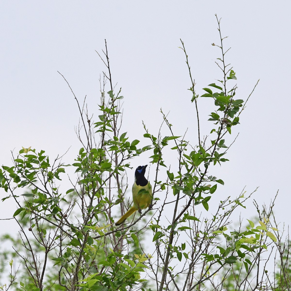 Geai vert - ML646317561