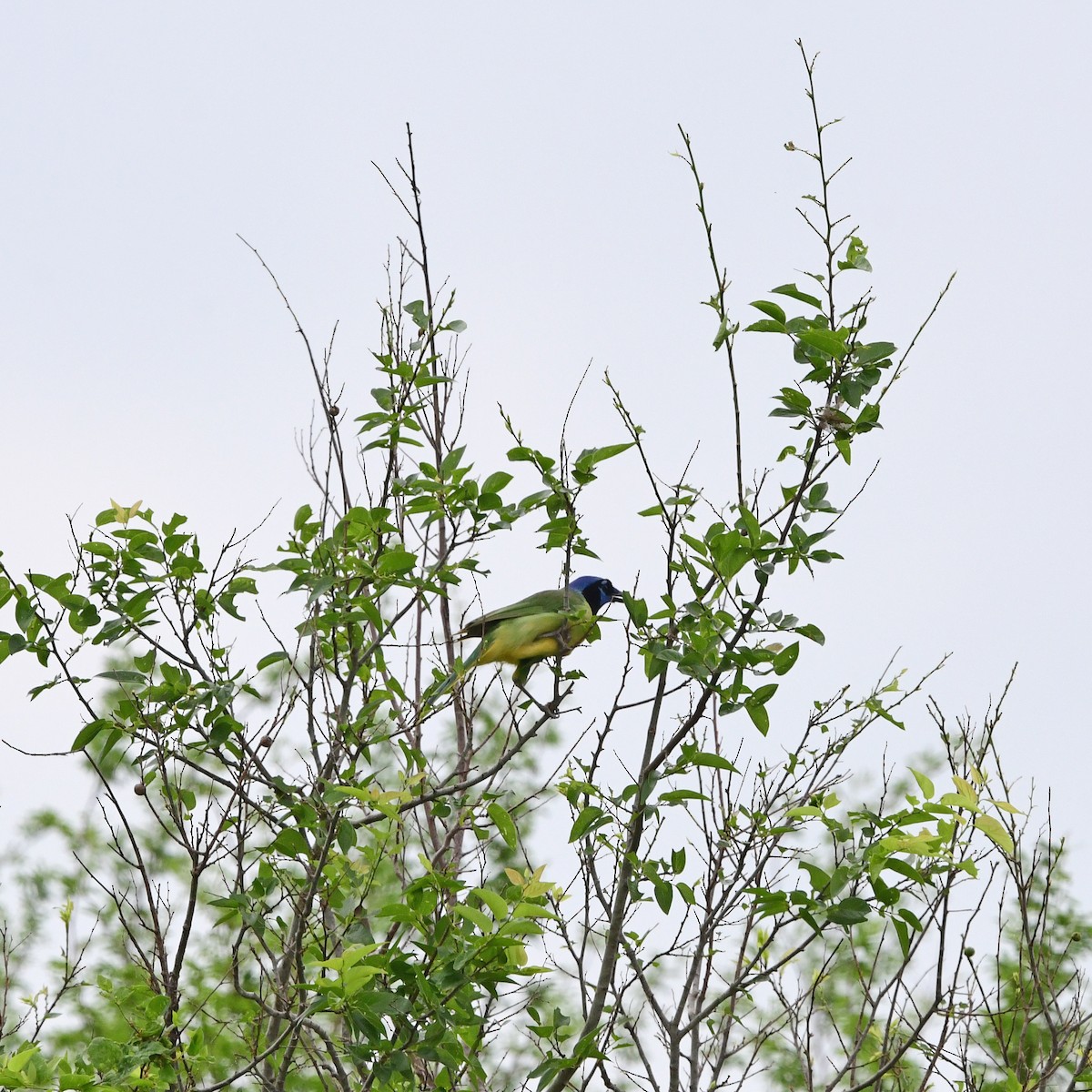 Geai vert - ML646317563