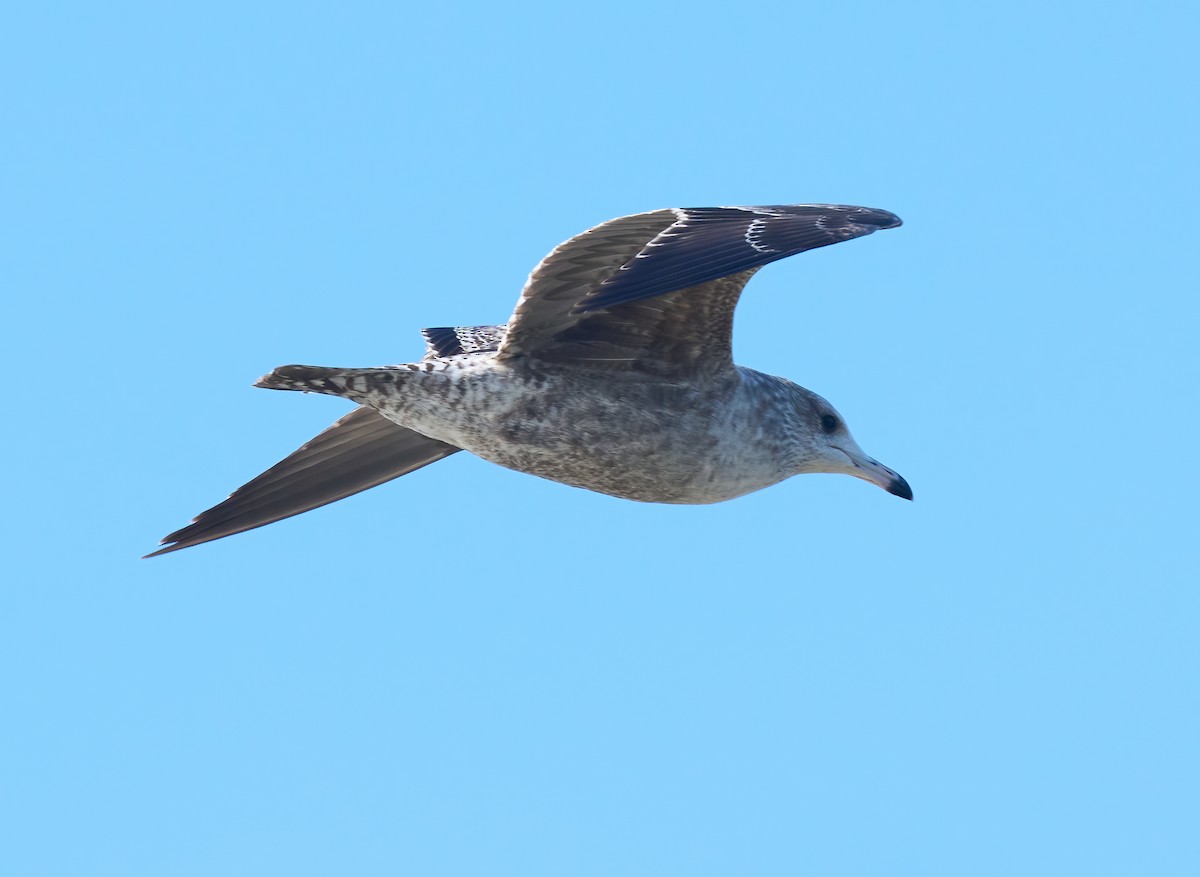 California Gull - ML646317579