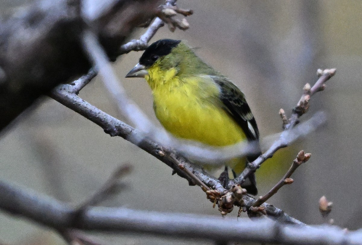 Lesser Goldfinch - ML646317597