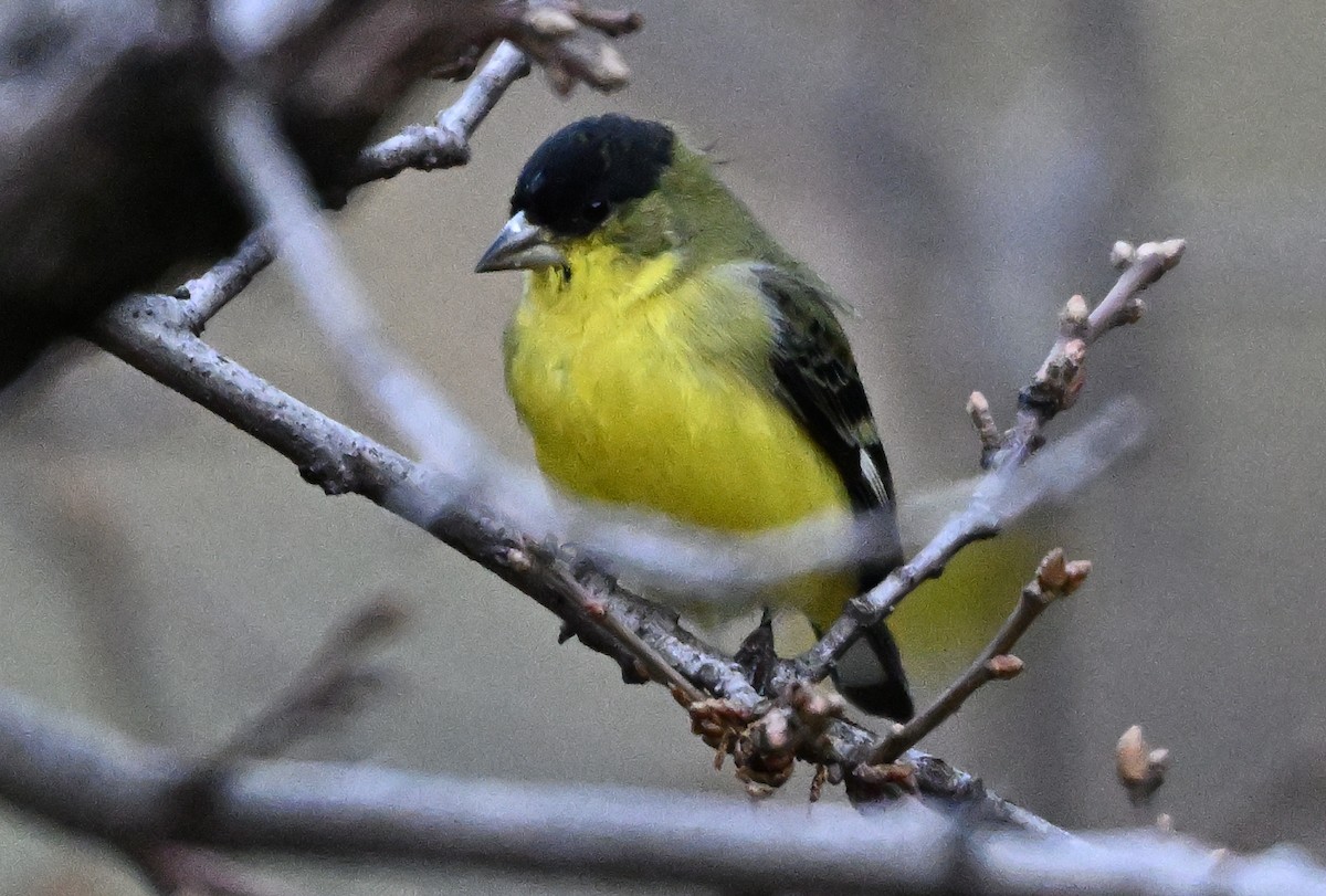 Lesser Goldfinch - ML646317598