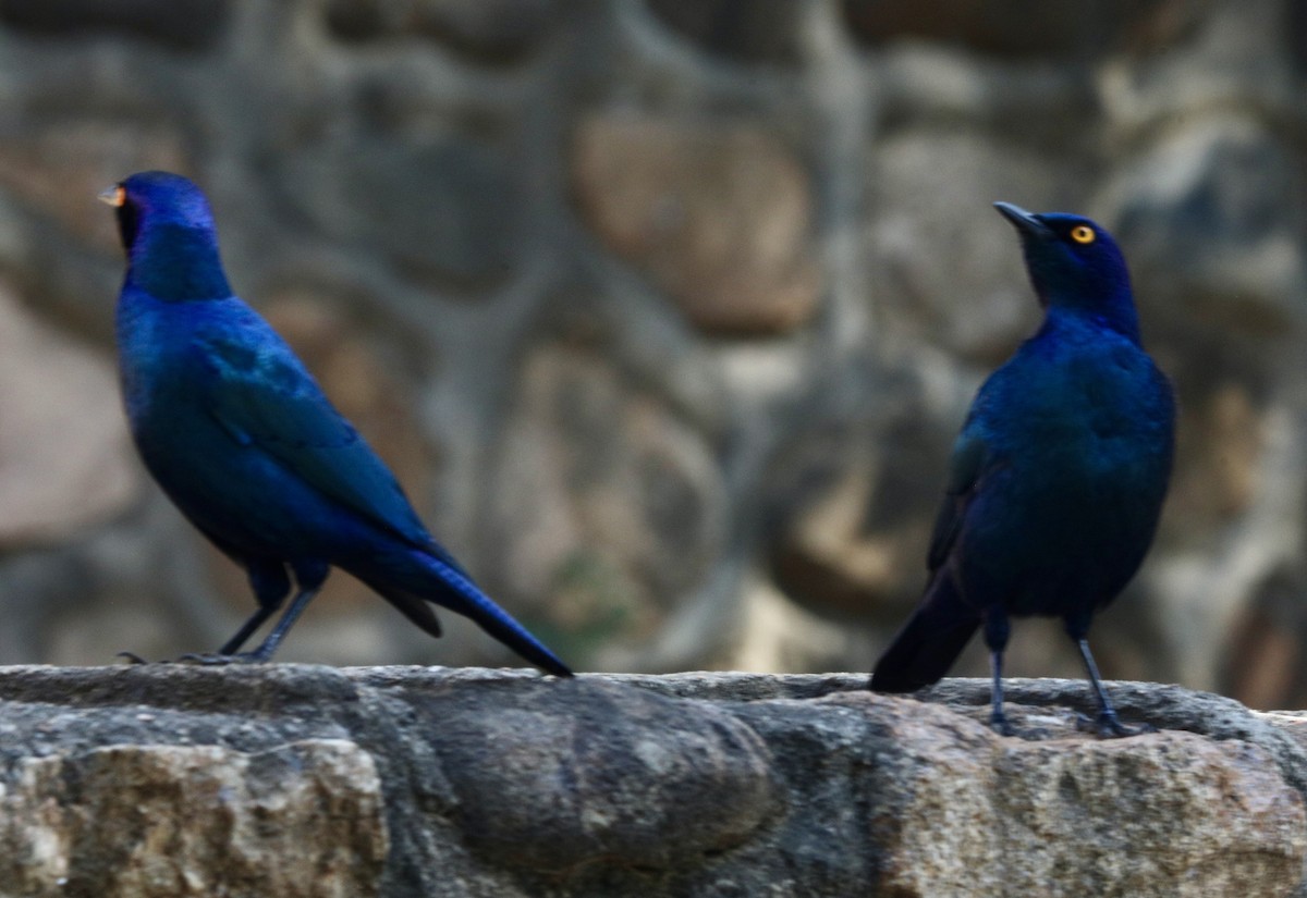 Cape Starling - ML646317607