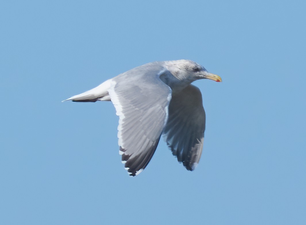 American Herring Gull - ML646317609