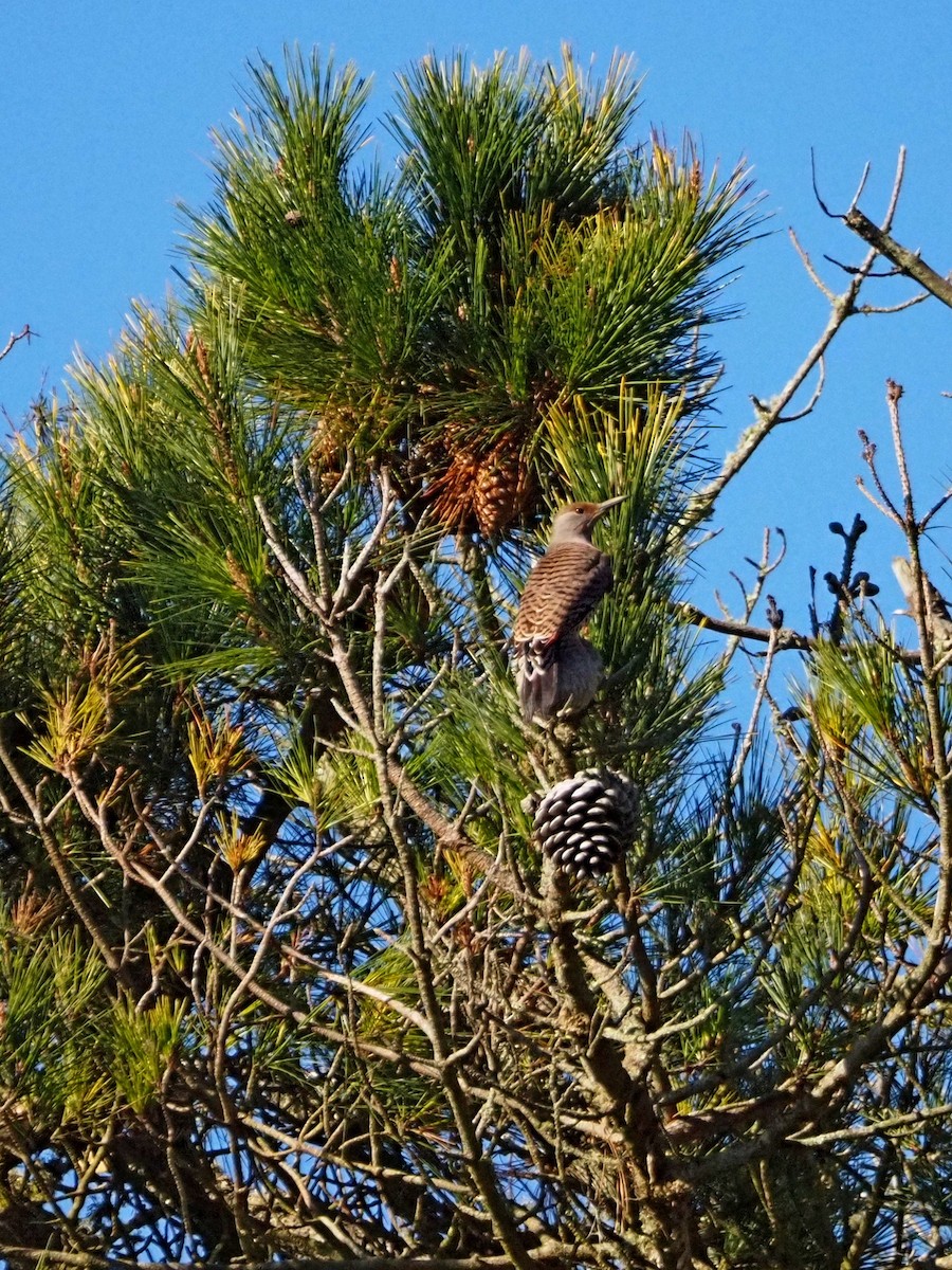 Northern Flicker (Red-shafted) - ML646317614