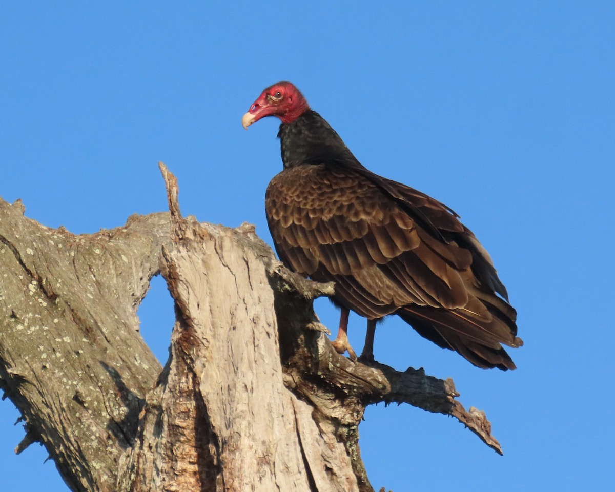 Turkey Vulture - ML646317626