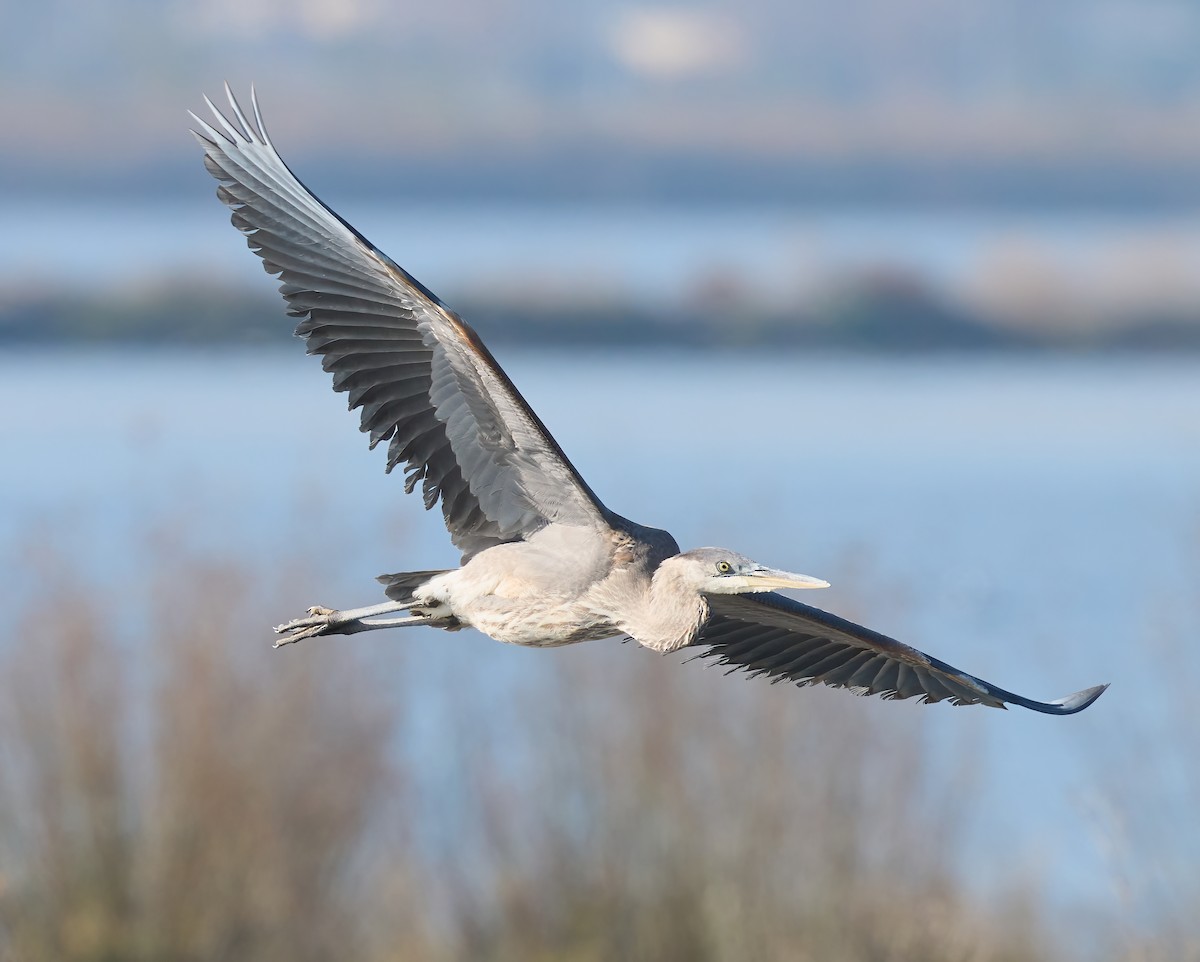 Great Blue Heron - ML646317629