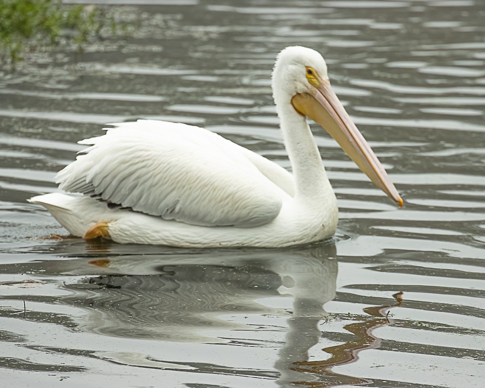 pelikán severoamerický - ML646317630