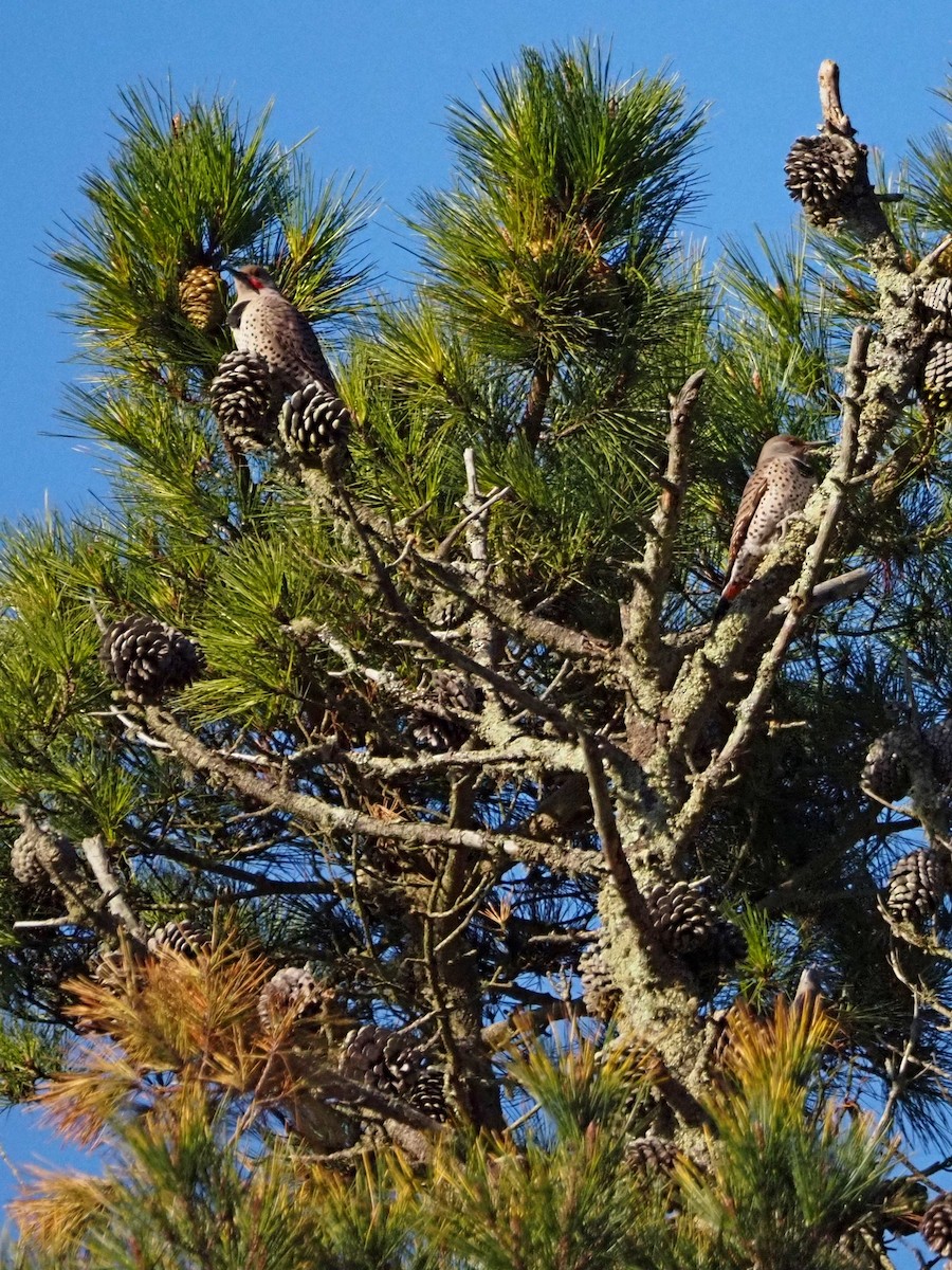 Northern Flicker (Red-shafted) - ML646317634