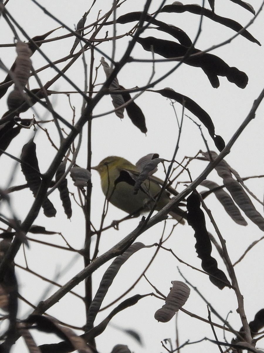 Tennessee Warbler - ML646317639