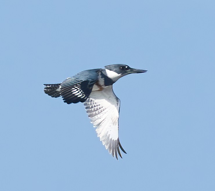 Belted Kingfisher - ML646317643