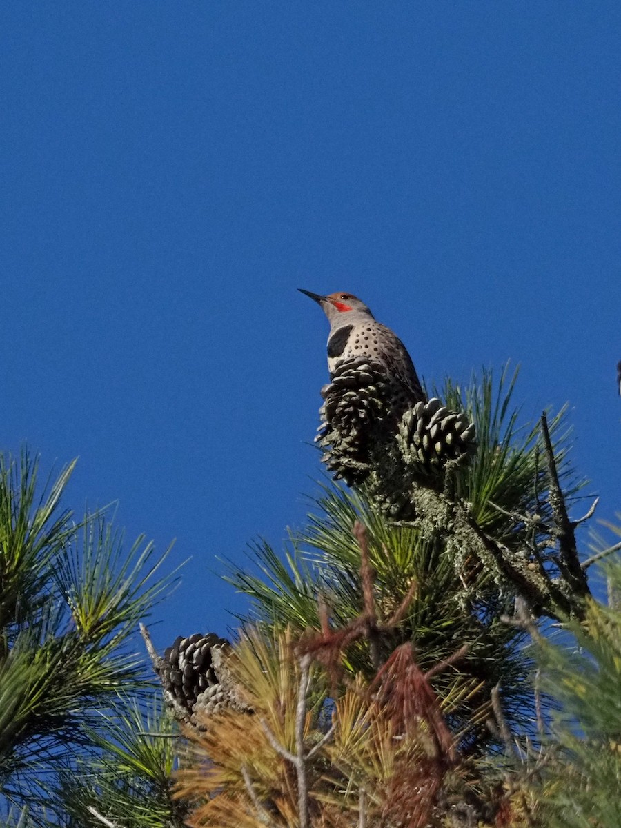 Northern Flicker (Red-shafted) - ML646317649