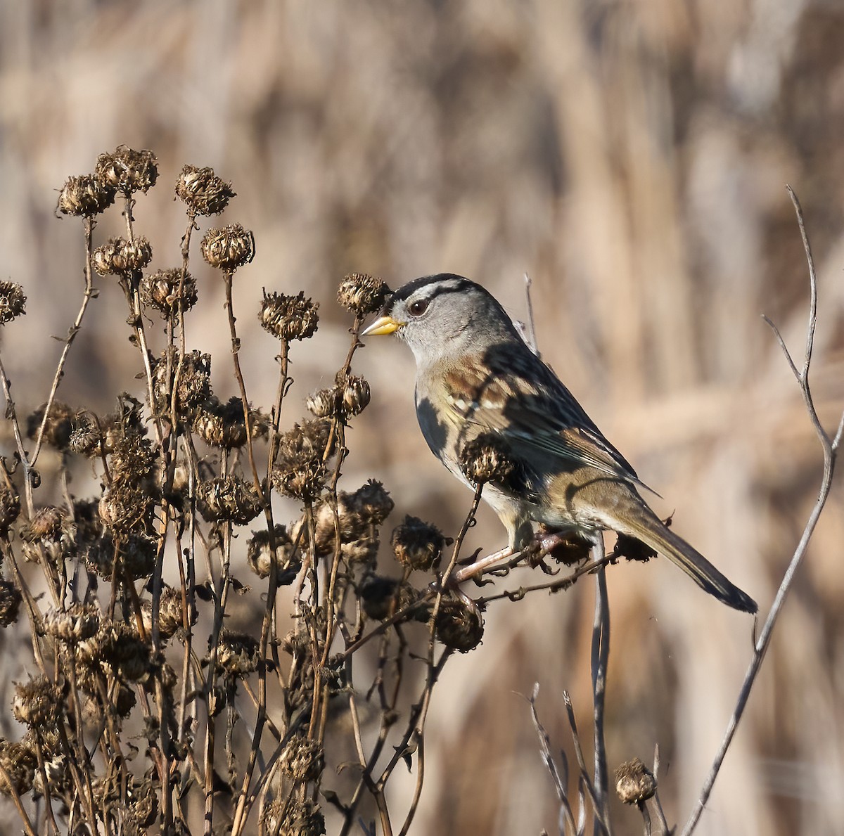 White-crowned Sparrow - ML646317652