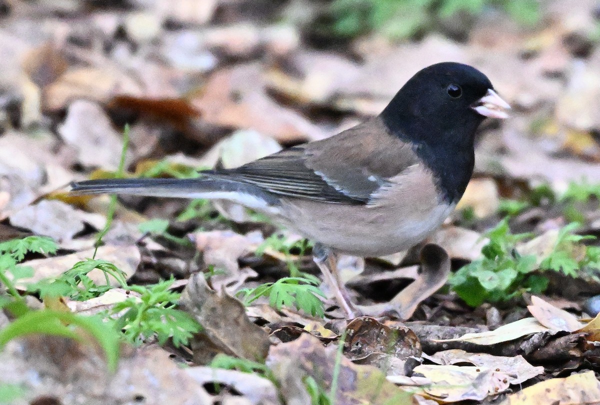Dark-eyed Junco - ML646317655