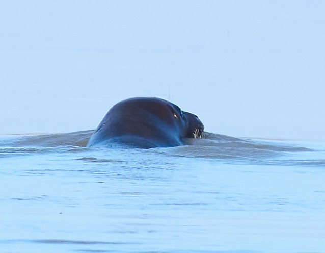 Harbor Seal - ML646317658