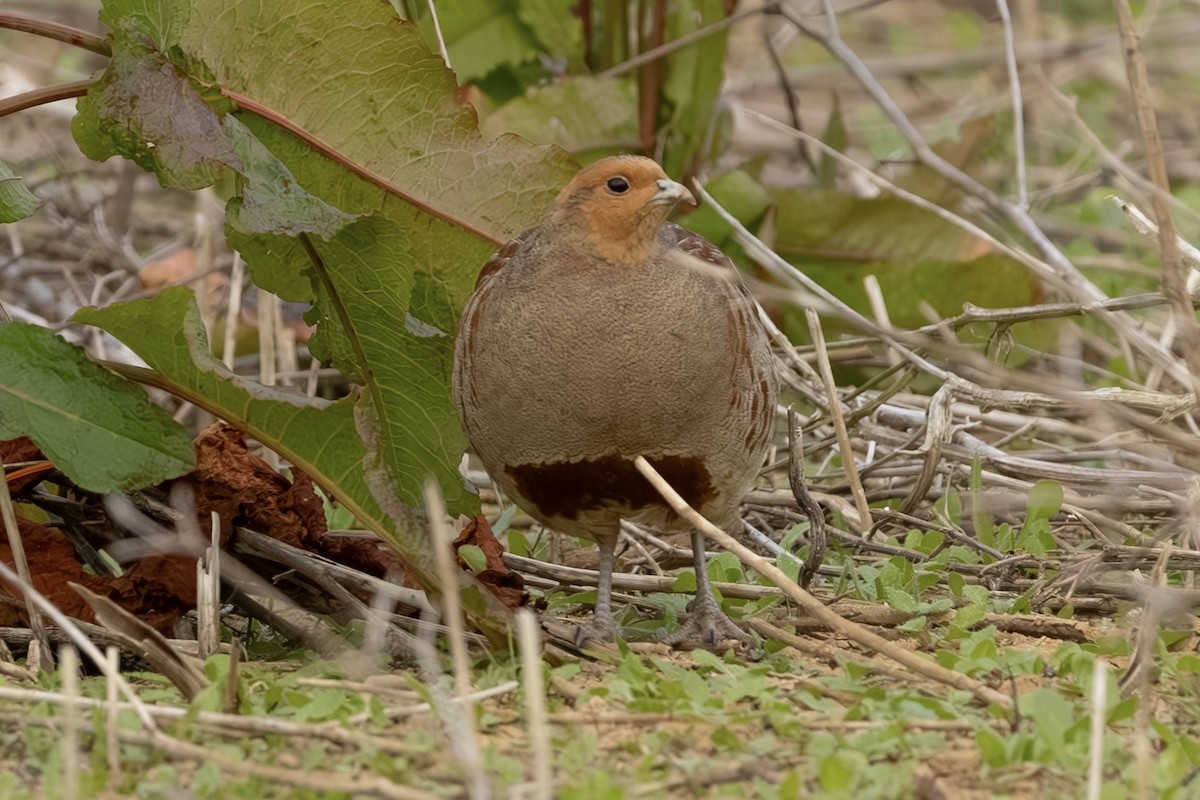 Gray Partridge - ML646317663