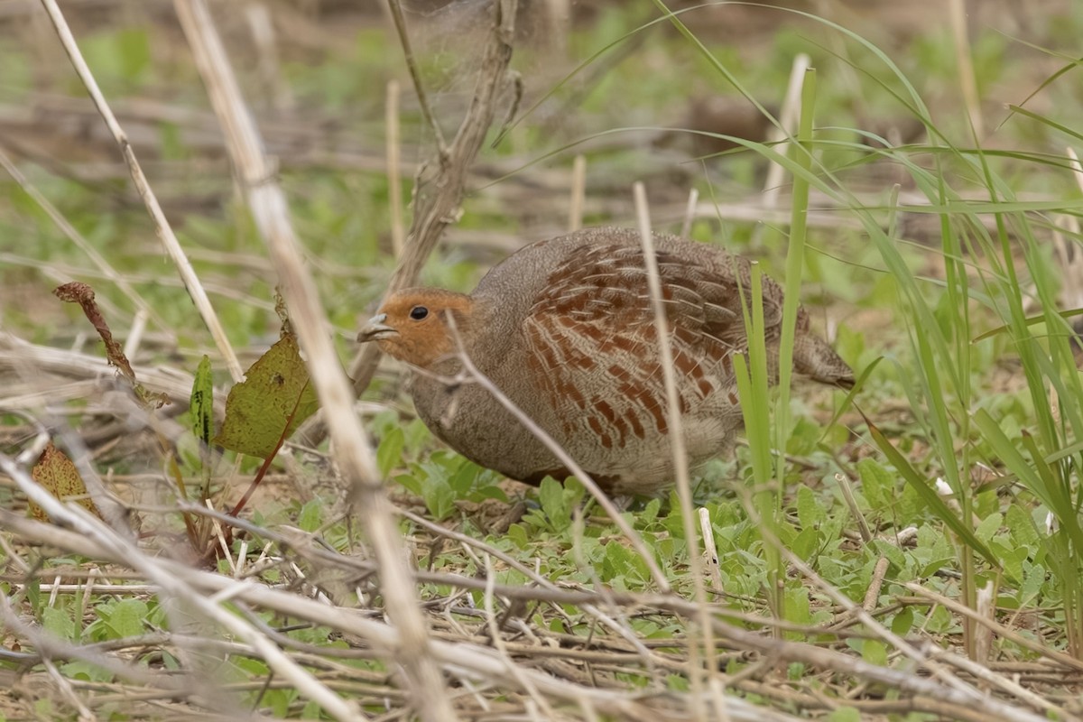 Gray Partridge - ML646317664