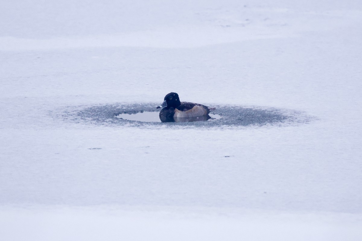 Halkalı Patka - ML646317665