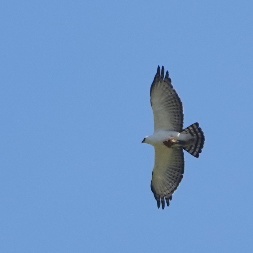 Black-and-white Hawk-Eagle - ML646317668