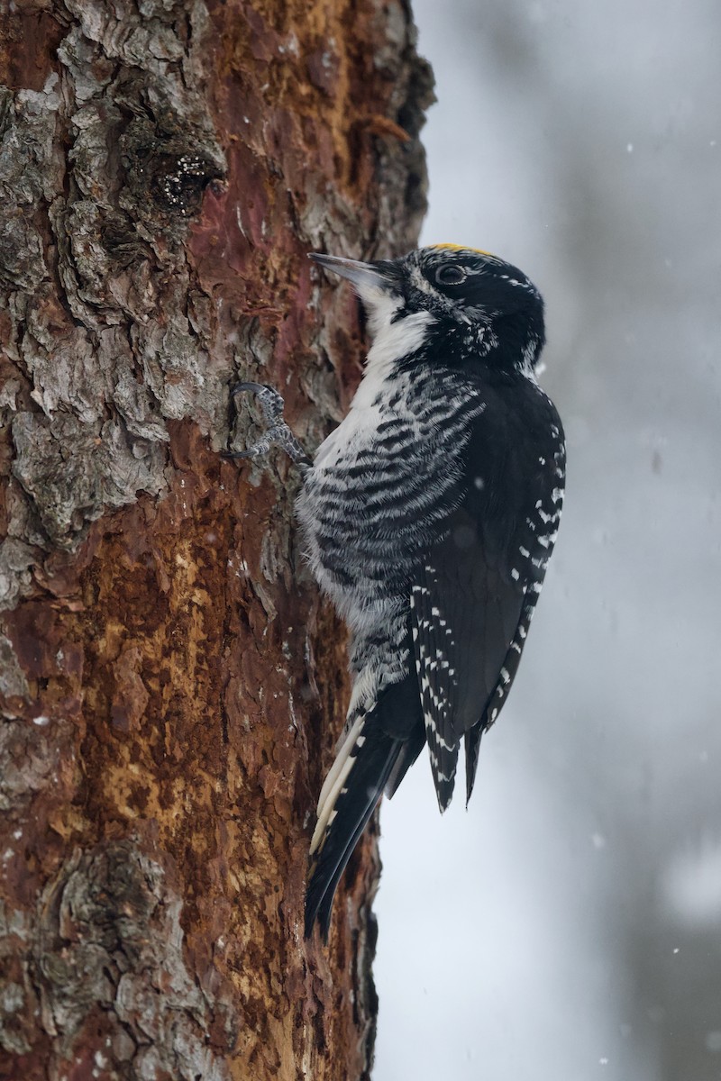 Amerika Üç Parmaklı Ağaçkakanı - ML646317673