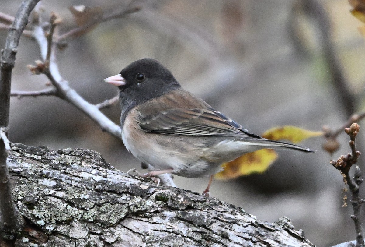 Dark-eyed Junco - ML646317680