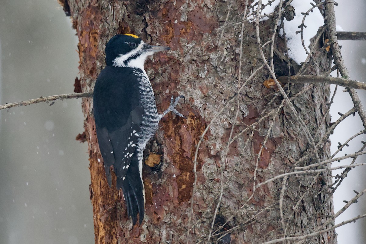 Kara Sırtlı Ağaçkakan - ML646317682