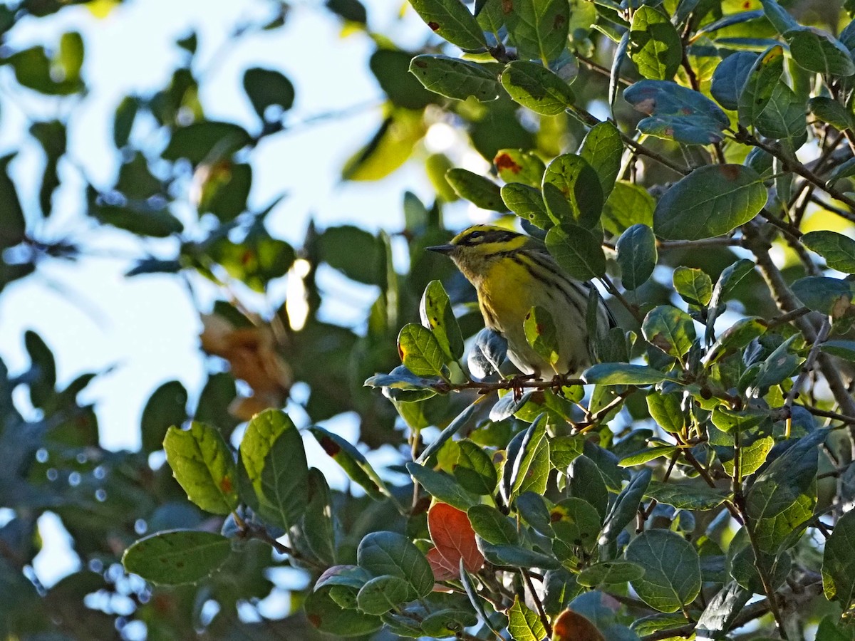 Townsend's Warbler - ML646317683