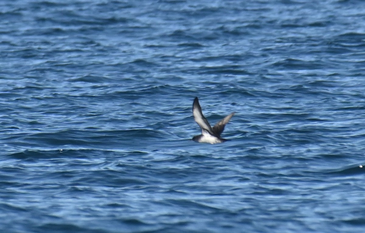 Kaliforniya Yelkovanı - ML646317684