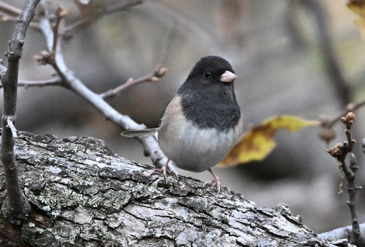 Dark-eyed Junco - ML646317685