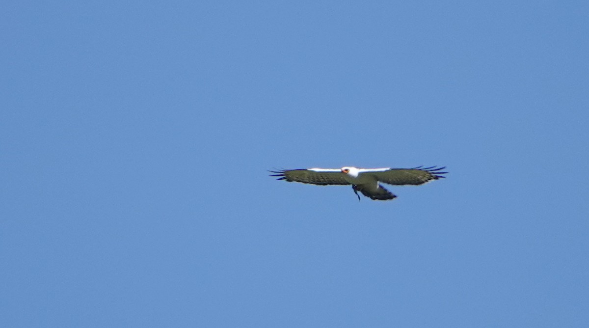 Black-and-white Hawk-Eagle - ML646317689