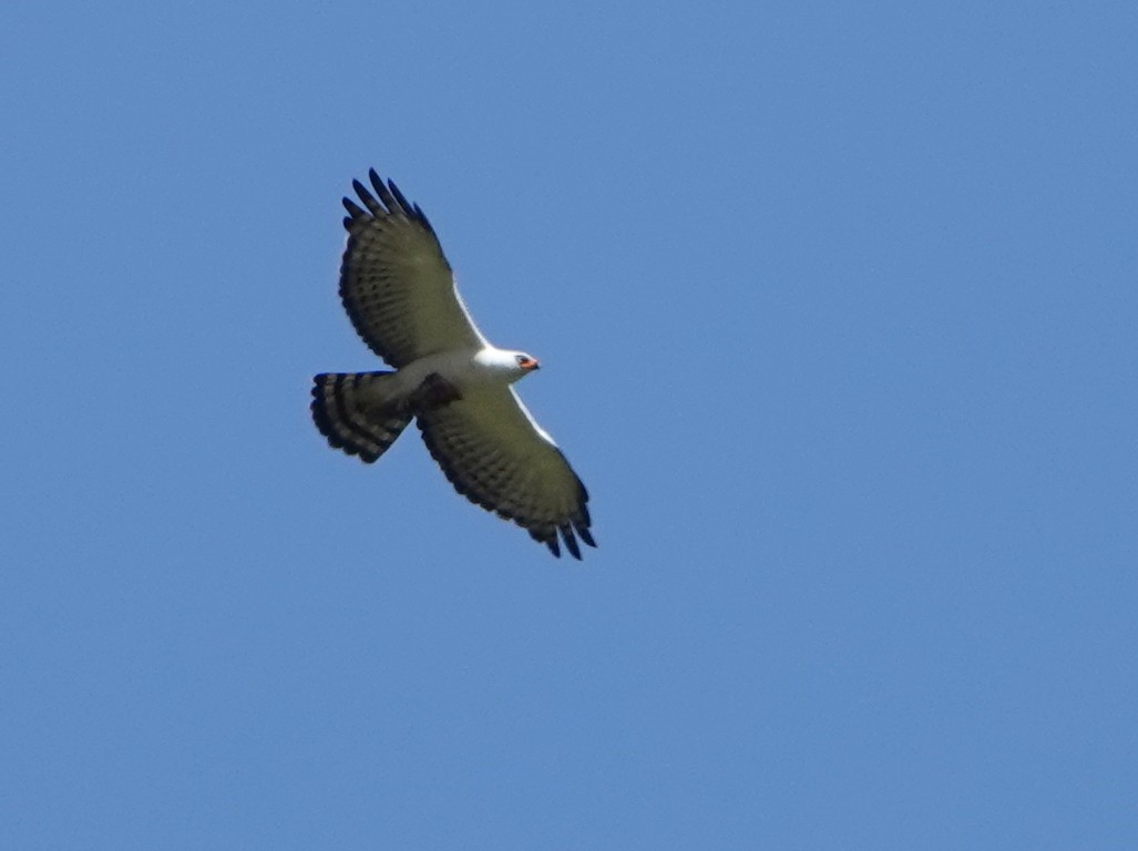 Black-and-white Hawk-Eagle - ML646317690