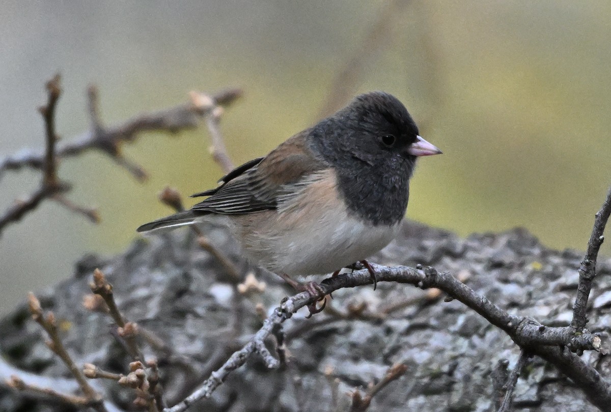 Dark-eyed Junco - ML646317692