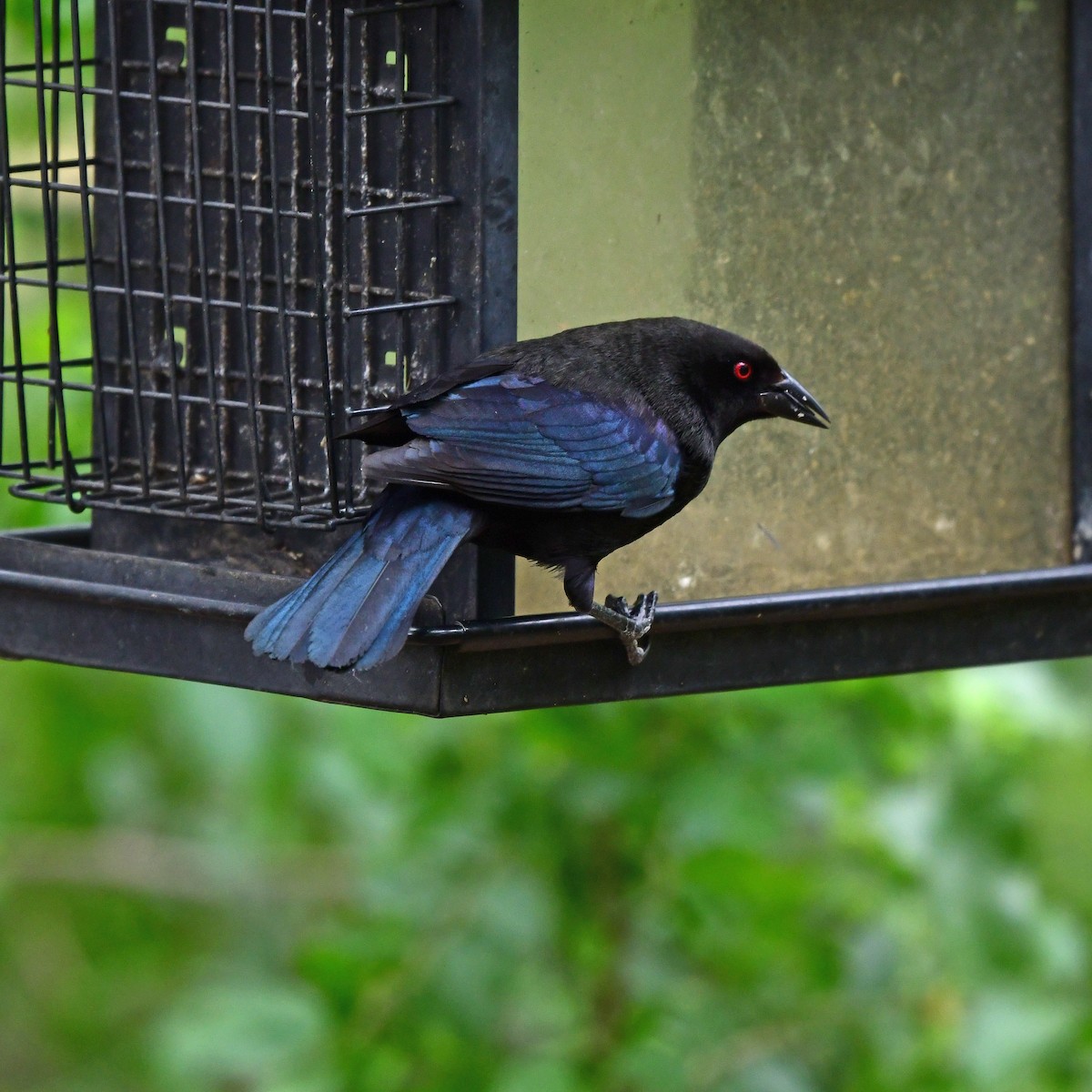 Bronzed Cowbird - ML646317694