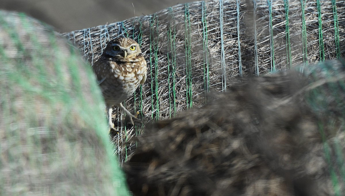 Burrowing Owl - ML646317697