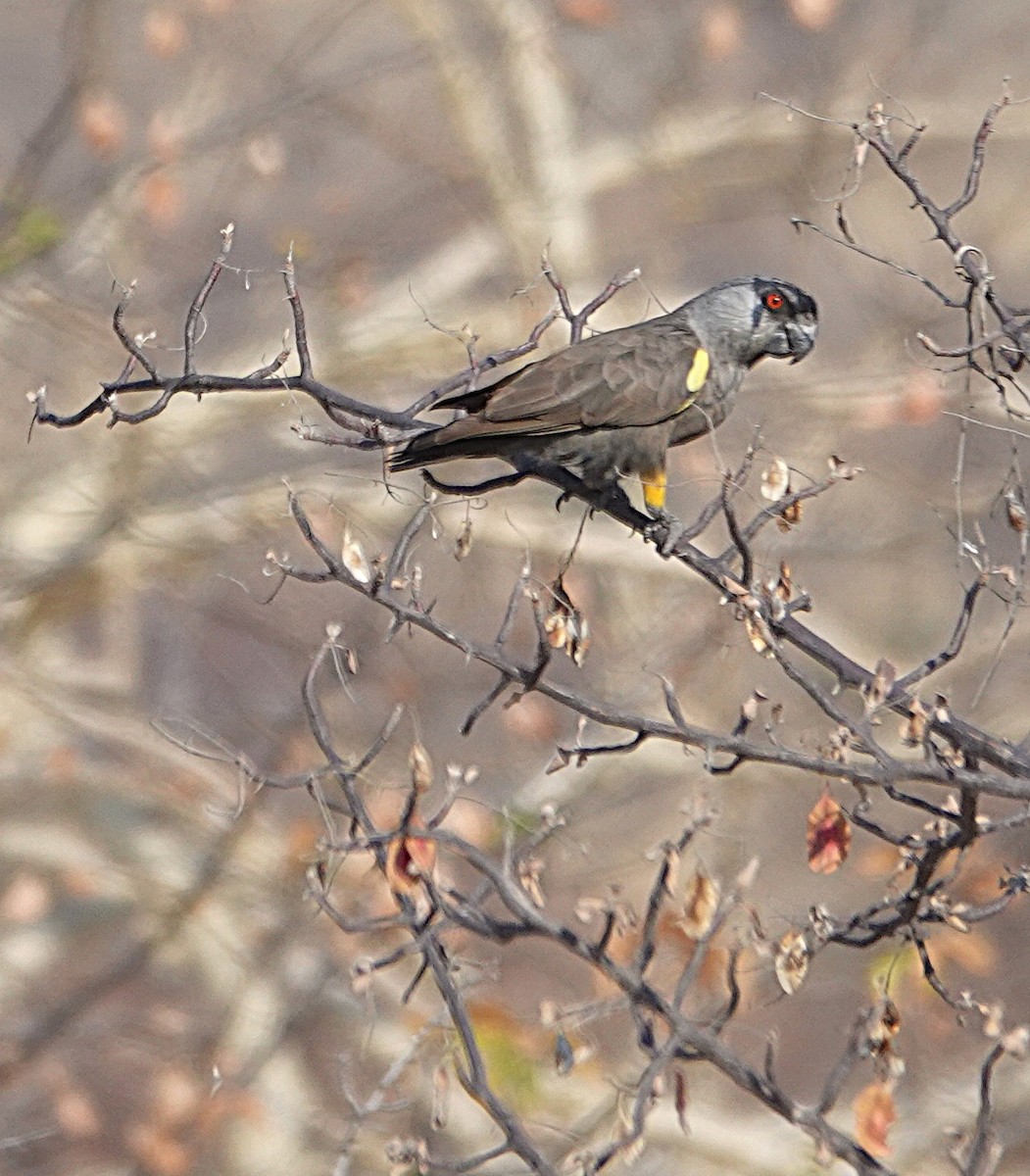 Perroquet de Rüppell - ML646317700