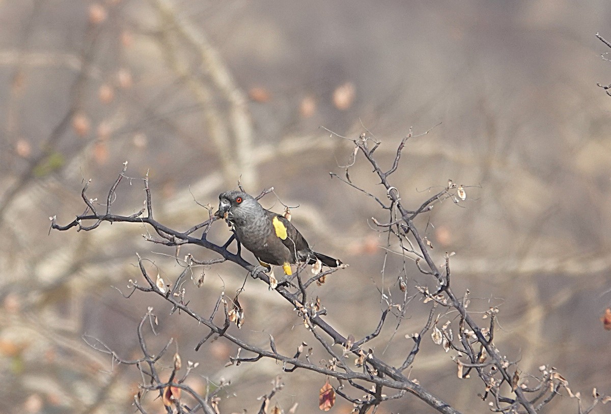 Perroquet de Rüppell - ML646317701