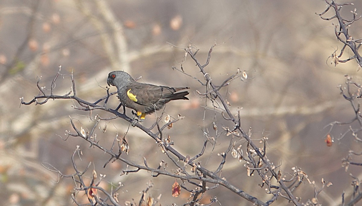 Perroquet de Rüppell - ML646317702