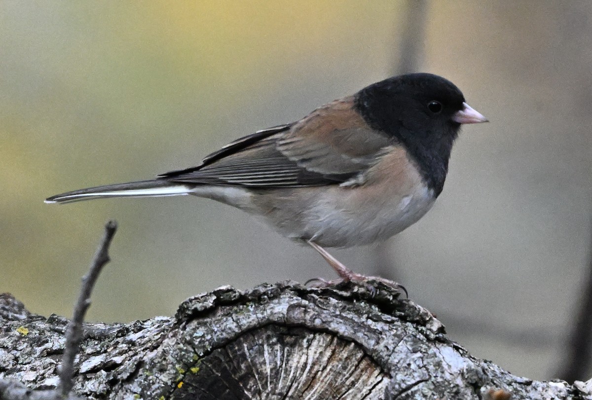 Dark-eyed Junco - ML646317703