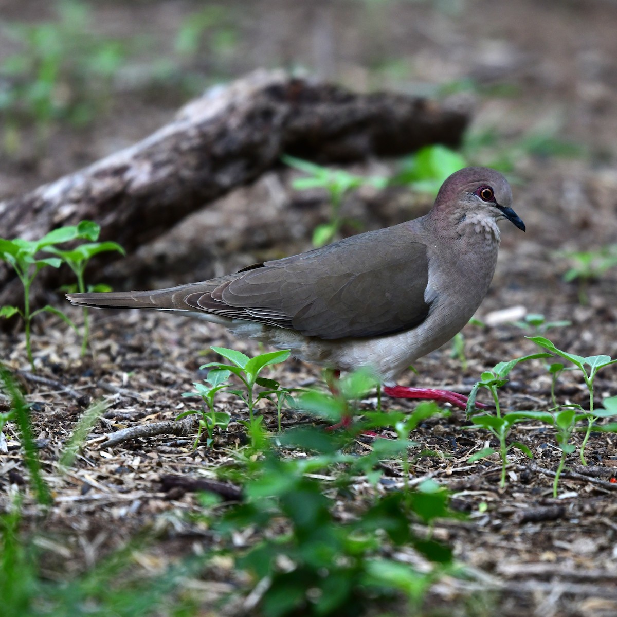 White-tipped Dove - ML646317713
