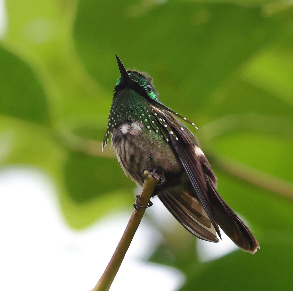 Festive Coquette - ML646317722