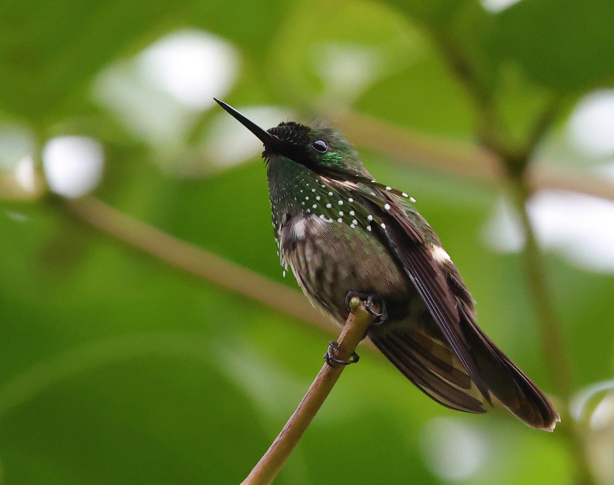 Festive Coquette - ML646317723