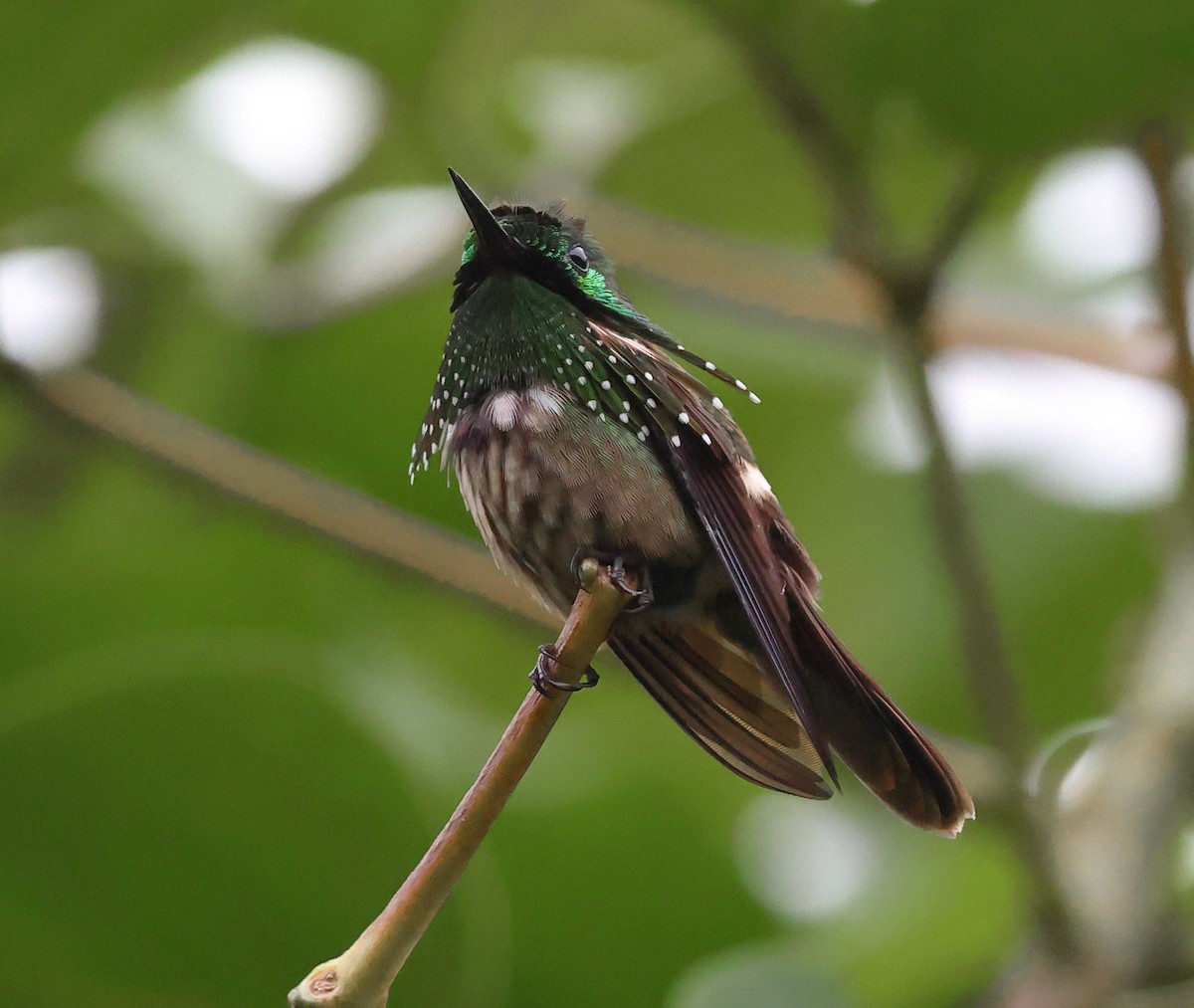 Festive Coquette - ML646317724