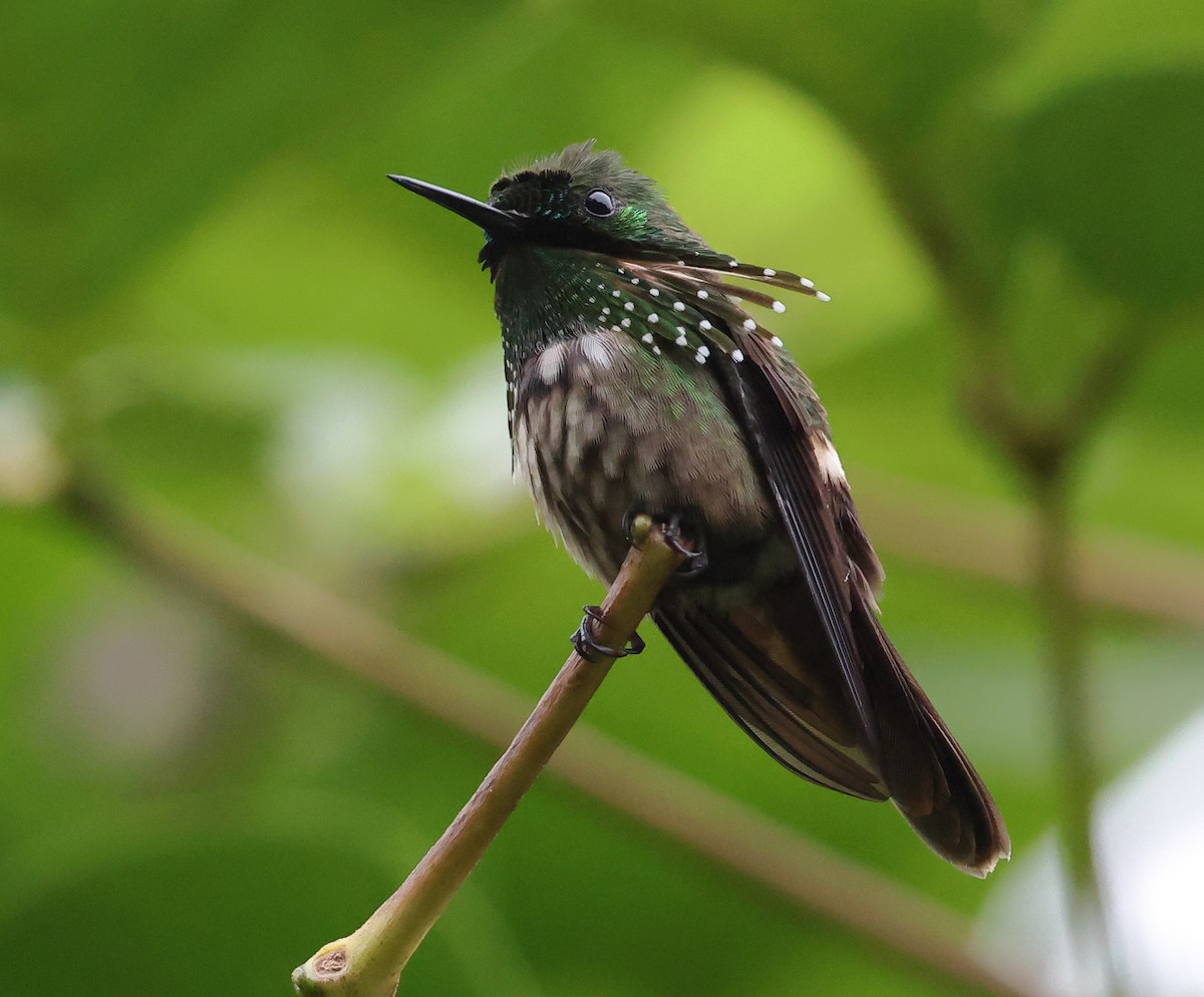 Festive Coquette - ML646317725